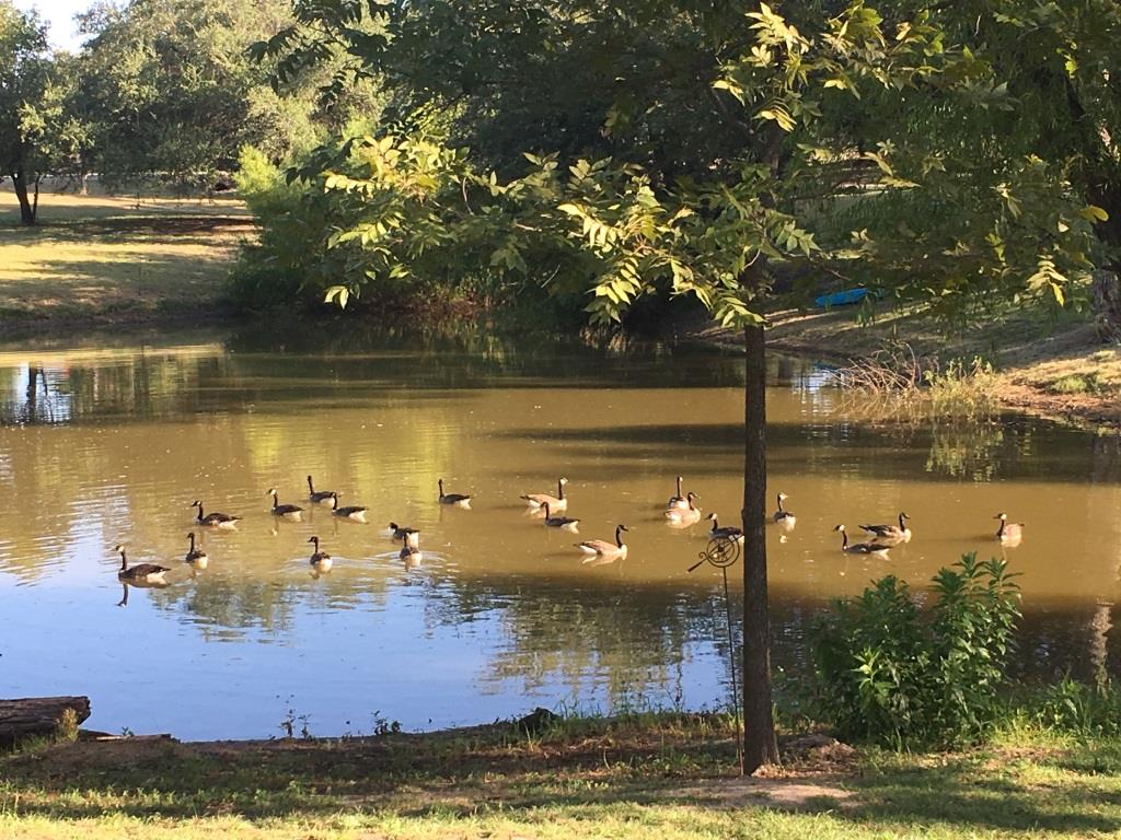Attached picture 9-7-17 Geese Pic.JPG
